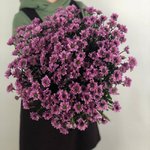 Хризантема кустовая &laquo;Сантини Крисси&raquo;