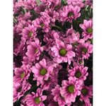 Хризантема кустовая &laquo;Сантини Крисси&raquo;