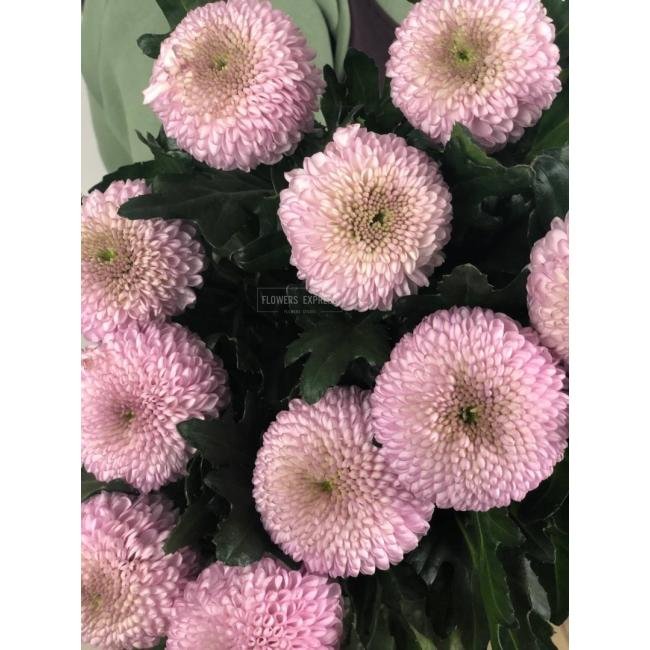 Хризантема одноголовая &laquo;Момоко&raquo;