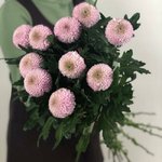 Хризантема одноголовая &laquo;Момоко&raquo;