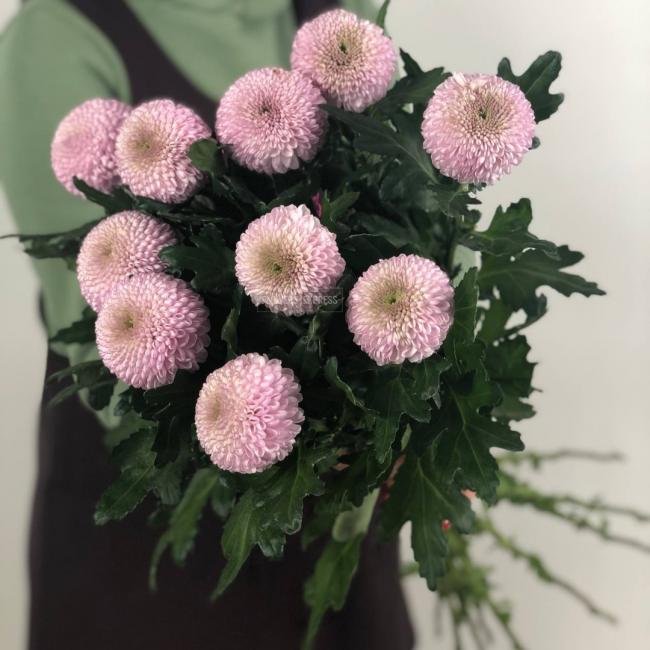 Хризантема одноголовая &laquo;Момоко&raquo;