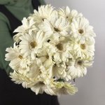 Гербера Белая