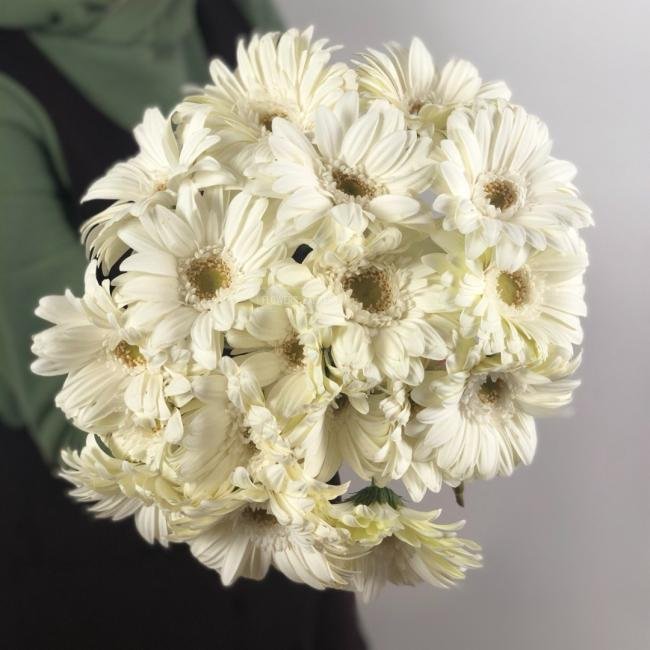 Гербера Белая