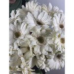 Гербера Белая