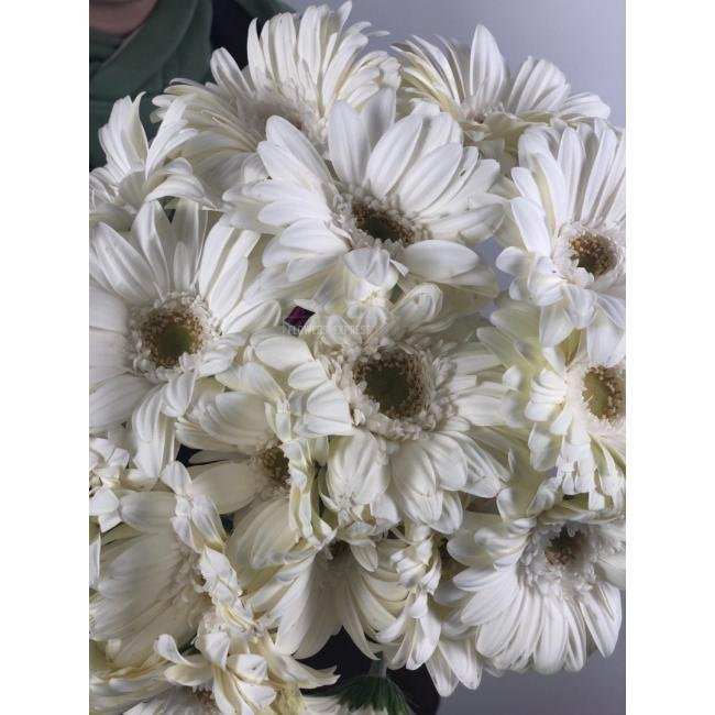 Гербера Белая