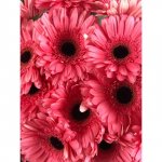 Гербера Ярко-розовая
