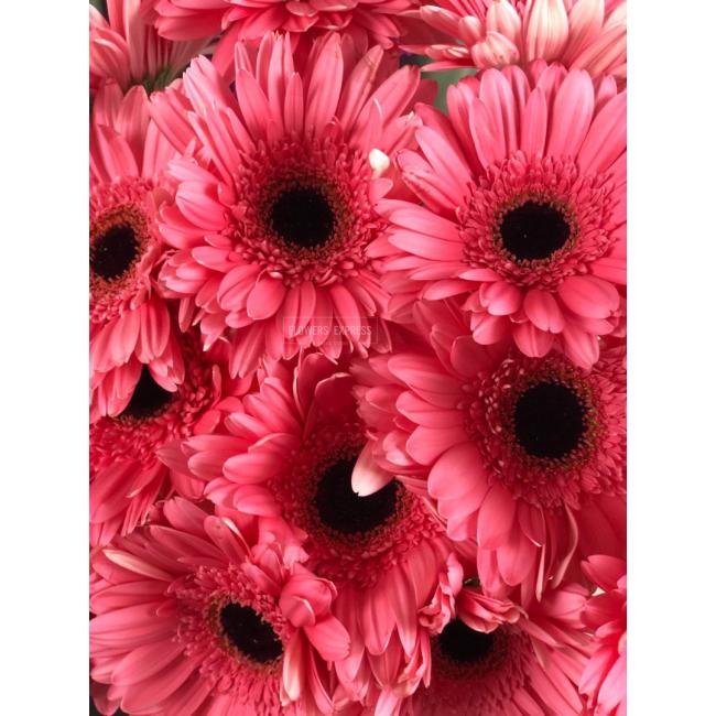 Гербера Ярко-розовая