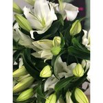 Лилия &laquo;Белая&raquo;