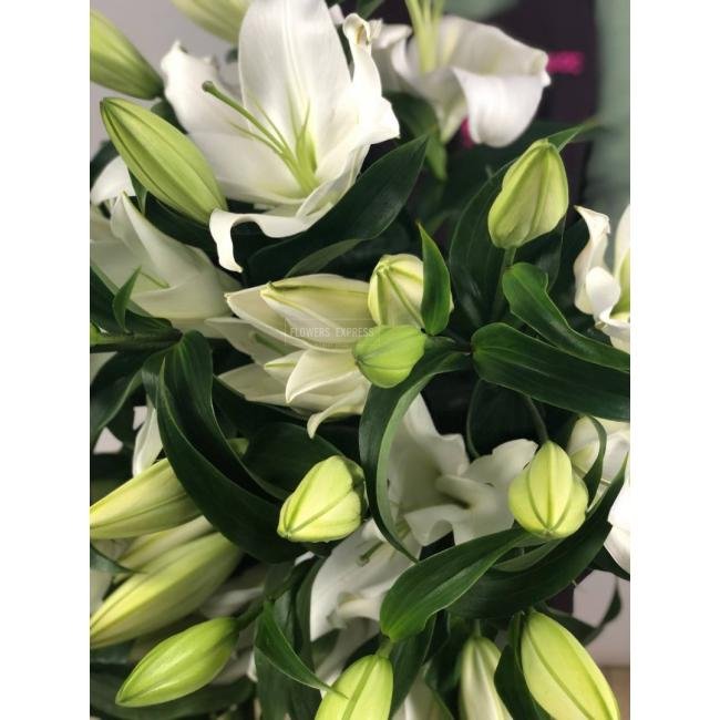 Лилия &laquo;Белая&raquo;