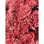 Гвоздика (Диантус) &laquo;Ярко-розовая&raquo;