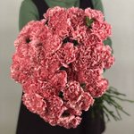 Гвоздика (Диантус) &laquo;Ярко-розовая&raquo;