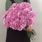 Гвоздика (Диантус) &laquo;Сиреневая&raquo;