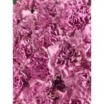 Гвоздика (Диантус) &laquo;Сиреневая&raquo;