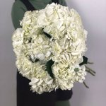 Гортензия Белая