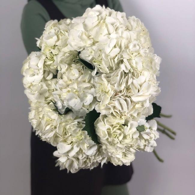 Гортензия Белая