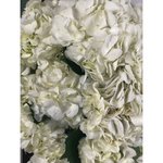 Гортензия Белая