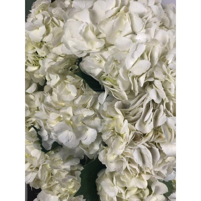 Гортензия Белая