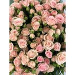 Кустовая роза &laquo;Лидия&raquo; (Lidia)