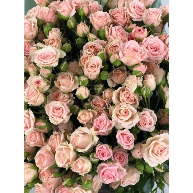 Кустовая роза &laquo;Лидия&raquo; (Lidia)