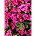 Кустовая роза &laquo;Лавли Лидия&raquo; (Lovely Lydia)