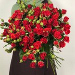 Кустовая роза &laquo;Мирабель&raquo; (Mirabel)