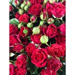 Кустовая роза &laquo;Мирабель&raquo; (Mirabel)