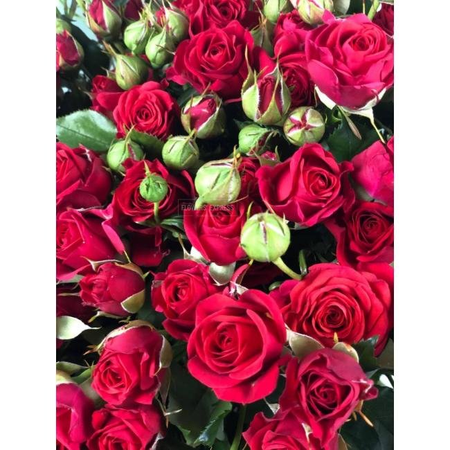 Кустовая роза &laquo;Мирабель&raquo; (Mirabel)