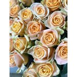 Роза сорта &laquo;Кашмир&raquo; (Kashmir)