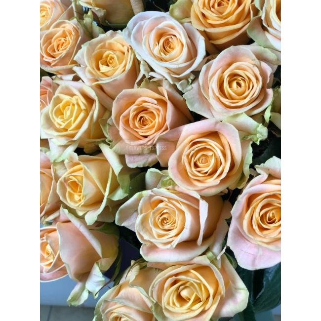 Роза сорта &laquo;Кашмир&raquo; (Kashmir)