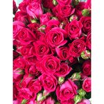 Кустовая роза &laquo;Фрути Бабблз&raquo; (Fruity Bubbles)