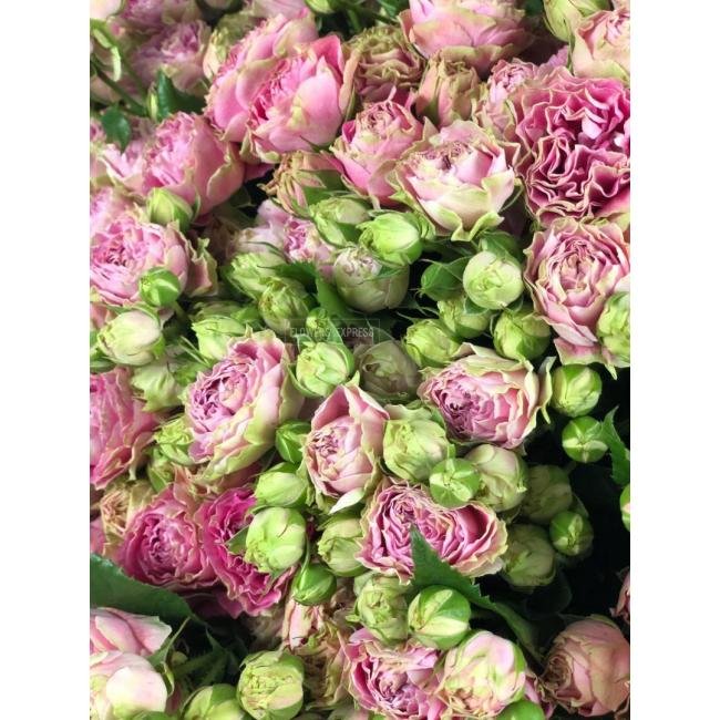 Кустовая роза &laquo;Сплеш&raquo; (Splash)