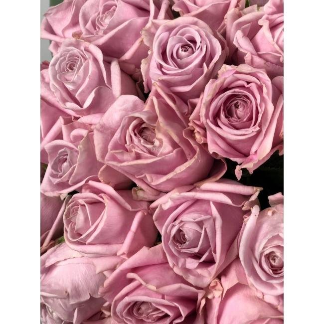 Роза сорта &laquo;Виолетта&raquo; (Violetta)