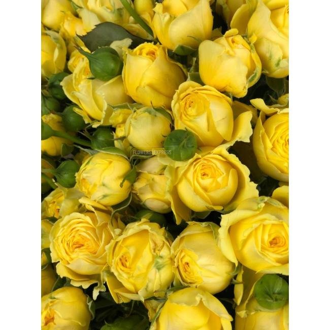 Кустовая роза &laquo;Еллоу Бабблз&raquo; (Yellow Bubbles)