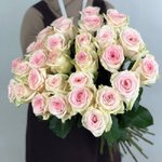 Роза сорта &laquo;Пинк Мод&raquo; (Pink Mod)