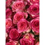 Роза сорта &laquo;Марина&raquo; (Marina)