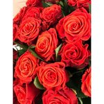 Роза сорта &laquo;Эль Торо&raquo; (El Toro)