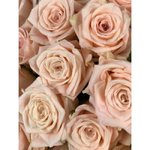 Роза сорта &laquo;Кимберли&raquo; (Kimberly)