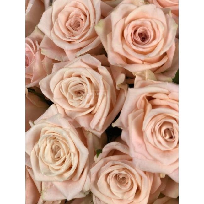 Роза сорта &laquo;Кимберли&raquo; (Kimberly)