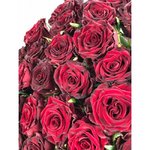 Роза сорта &laquo; Дарк Найт&raquo; (Dark Night)