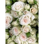 Кустовая роза &laquo;Ангелина&raquo; (Angelina)