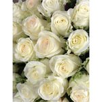 Роза сорта &laquo;Аиша&raquo; (Aicha)