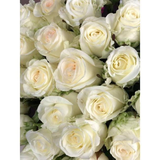 Роза сорта &laquo;Аиша&raquo; (Aicha)