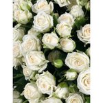 Кустовая роза &laquo;Джозефина&raquo; (Josephine)