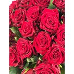 Роза сорта &laquo;Камала&raquo; (Кamala)