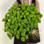 Хризантема кустовая &laquo;Филин Грин&raquo;