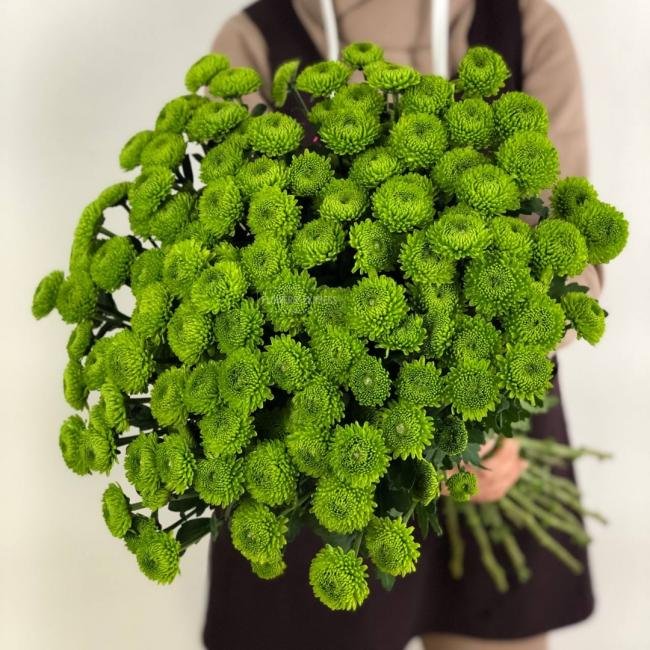 Хризантема кустовая &laquo;Филин Грин&raquo;