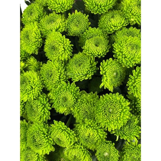 Хризантема кустовая &laquo;Филин Грин&raquo;