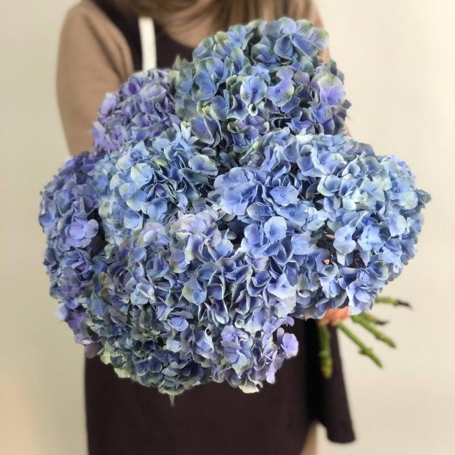 Гортензия Голубая