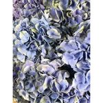 Гортензия Голубая