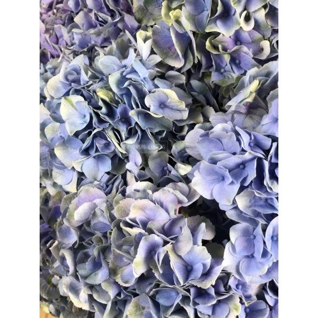 Гортензия Голубая